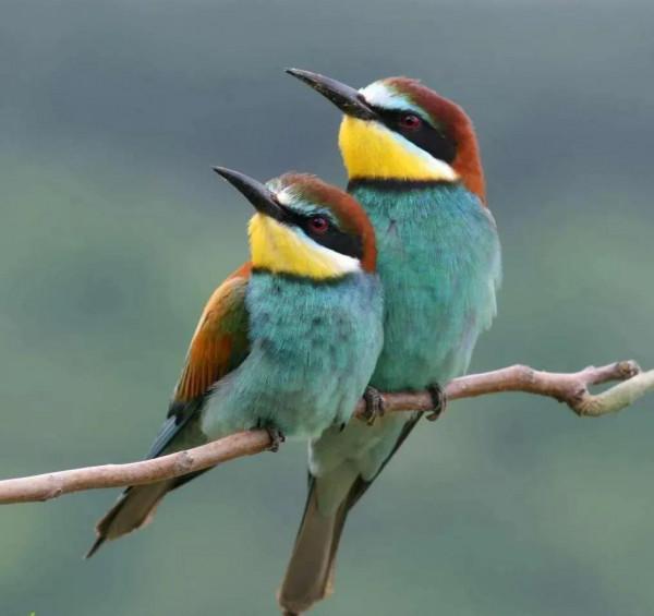 分享圖片一一比翼雙飛鳥