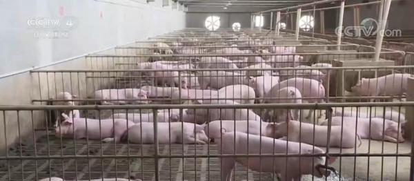 新聞觀察:中國糧食保供穩價基礎牢固 市場供應有保障 新聞觀察:中國糧食保供穩價基礎牢固 市場供應有保障