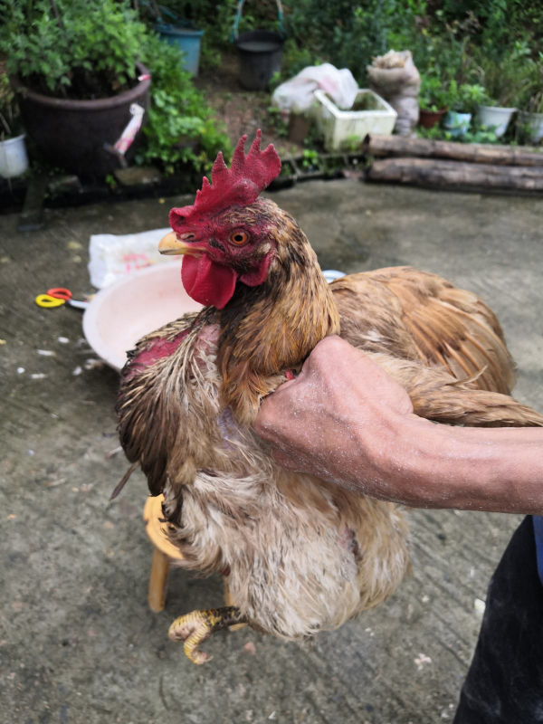 換盆舊土加點“廢料”，不花錢土肥的流油，花呼呼爆盆