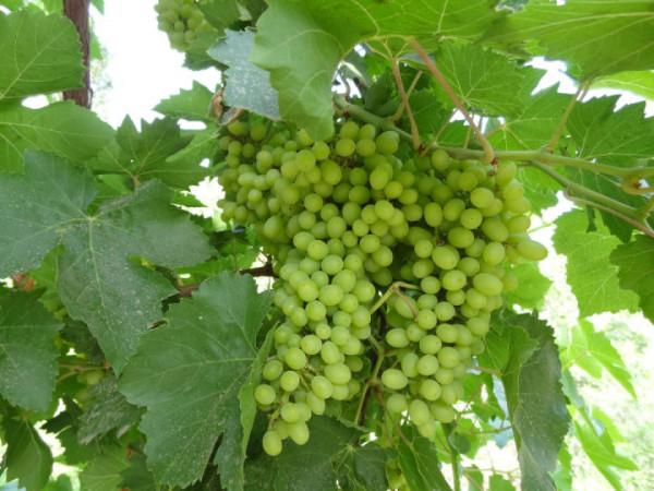 你想要來的新疆2022年是這樣的