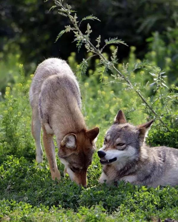 援藏幹部省吃儉用堅持喂狼,日久生情,遇險時,狼群感恩拼死相救 援藏幹部省吃儉用堅持喂狼,日久生情,遇險時,狼群感恩拼死相救
