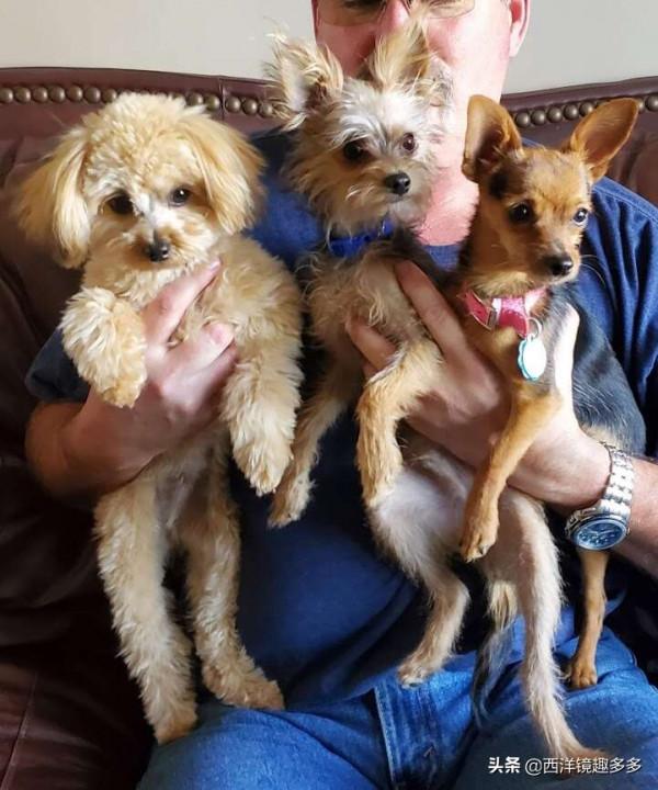 我們不一樣!一母所生的一窩小狗,居然長成了3個不同的品種 我們不一樣!一母所生的一窩小狗,居然長成了3個不同的品種