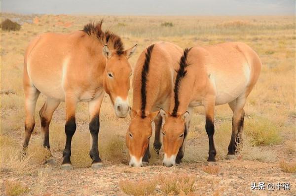 20年前放歸野外的27匹普氏野馬,現在的生存狀況怎麼樣了? 20年前放歸野外的27匹普氏野馬,現在的生存狀況怎麼樣了?