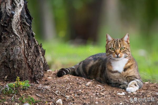 為了我們的生態環境，謹慎棄養家寵，不信去看看澳大利亞的野貓