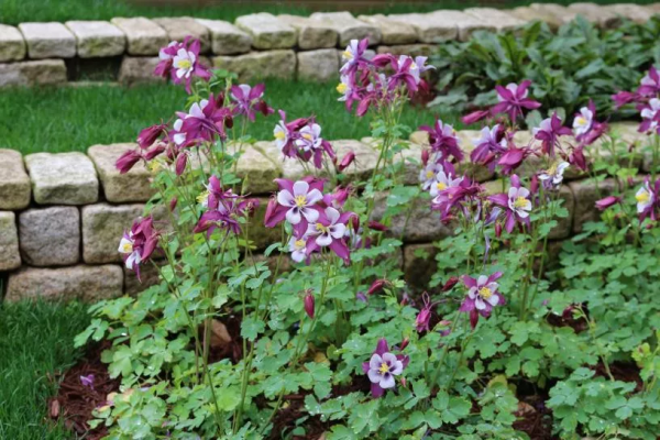 想要春日花園更多彩，不能少了它們