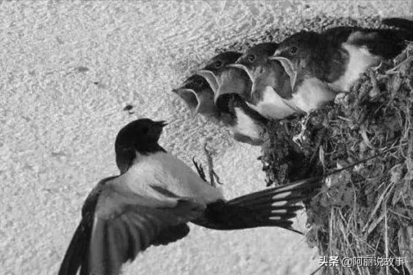 民間故事：失獨老漢救燕子，準備賣房救妻時，姑娘說：你兒子在家