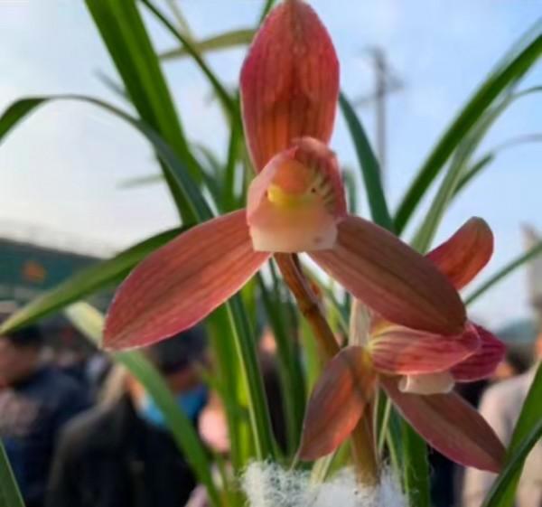 四川早年發掘的一顆春劍瓣型紅花素，現在成為市場熱門精品