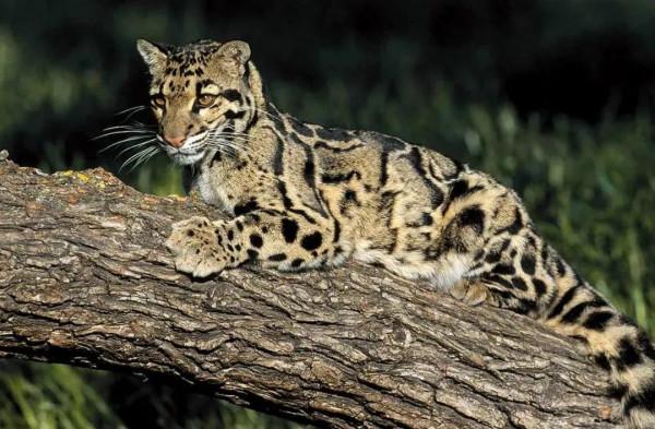 「多樣雲南」把自己藏起來,讓人一無所知的雲豹 「多樣雲南」把自己藏起來,讓人一無所知的雲豹