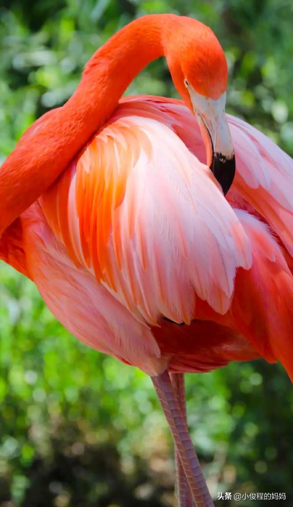 分享——火烈鳥