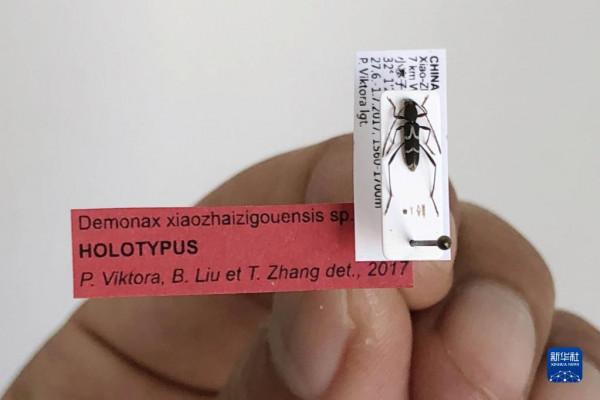 大熊貓保護惠及保護區內其他野生動植物