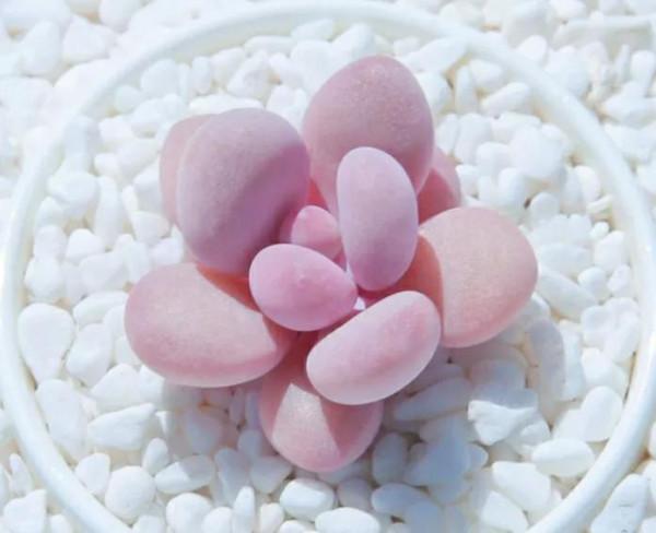 美好的生活，美麗的多肉