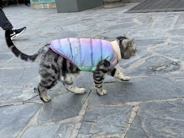 穿上馬甲我就不認識你了？