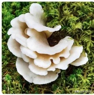 玉米地為什麼不適宜養鵝?適合養在哪裡?玉米地裡可以幹什麼? 玉米地為什麼不適宜養鵝?適合養在哪裡?玉米地裡可以幹什麼?