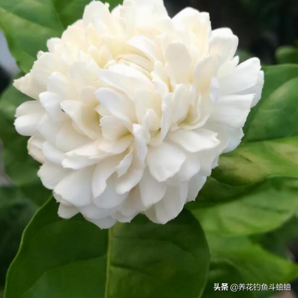 適合新手的茉莉花,滿足三個習性,蹭蹭冒芽,一整年都能開花 適合新手的茉莉花,滿足三個習性,蹭蹭冒芽,一整年都能開花