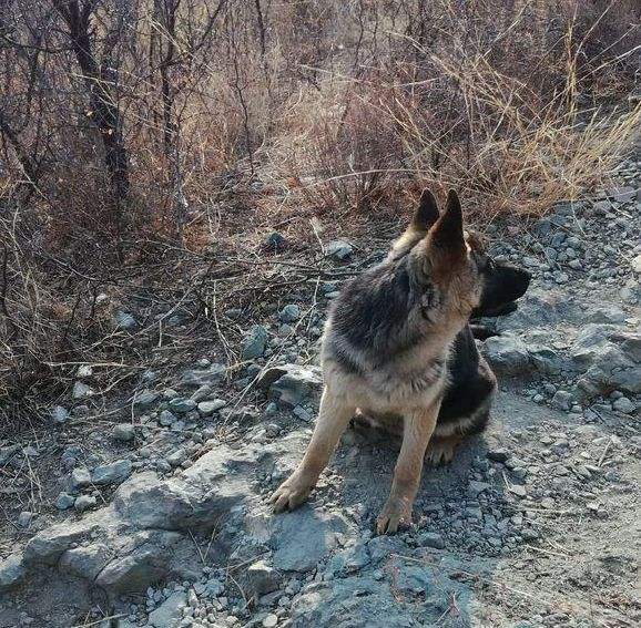土狗這麼忠誠，為什麼越來越多的人看不上土狗？看完漲知識了