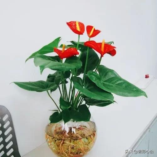 紅掌要想葉綠花紅,營養供給是關鍵,還需加點小偏方 紅掌要想葉綠花紅,營養供給是關鍵,還需加點小偏方