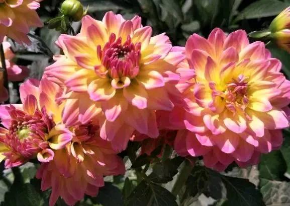 10月30日-11月12日，庭院選這幾款花，花姿卓越，滿盆紅彤彤