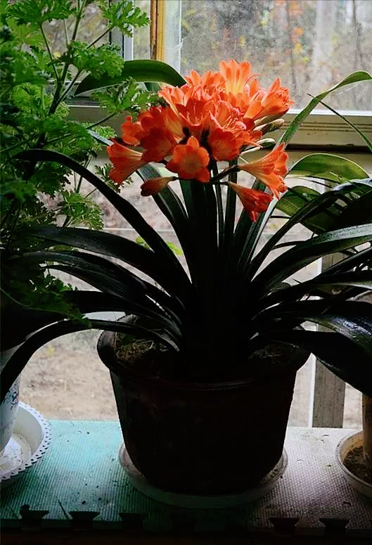 君子蘭“富養”好，5個小技巧，花箭“竄高個”，開花多又大