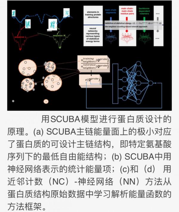歷經幾代人的艱苦奮鬥，中國終於在蛋白質設計領域實現突破