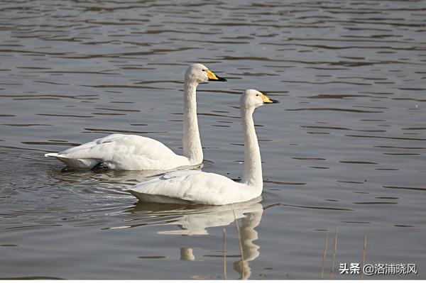家鵝與天鵝是近親嗎？兼談家鵝與天鵝的區別