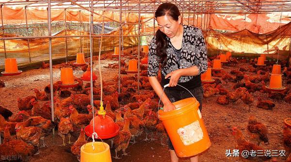 老鼠一夜咬死85只小雞，雞場老闆用這三招，老鼠永遠不再來，厲害