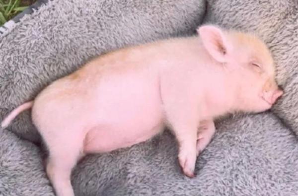 豬為什麼不能仰望天空？