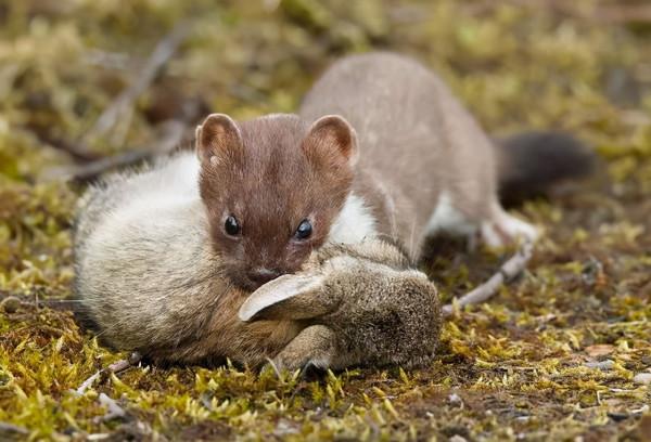 黃鼠狼的天敵是什麼？看家護院的社會大鵝，還是戰無不勝的貓？