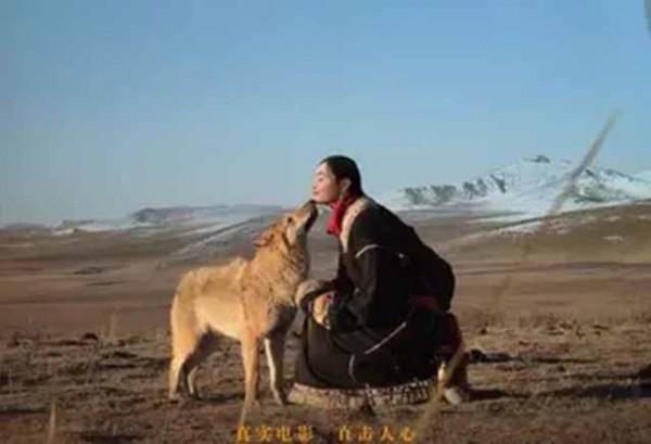 11年前，把狼當兒子帶回家的成都女孩，10年後在草原與它再次相認