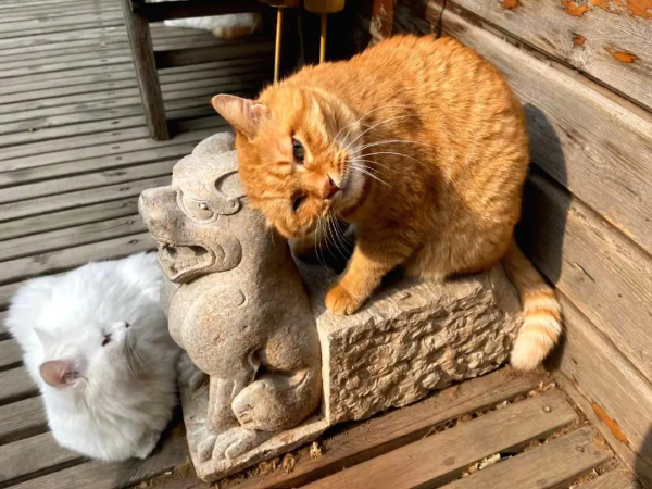 “GFgirls”三小隻 · 申請出道