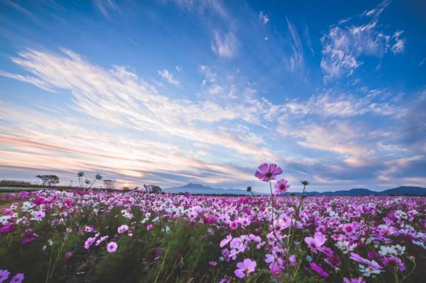 你不會種花，總該是會欣賞花吧，欣賞會有收穫的
