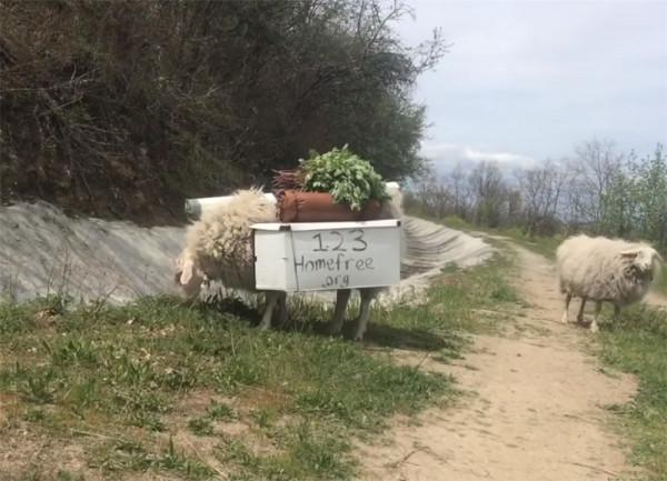 他住在2㎡破舊三輪車中，養4只羊為伴，邊牧羊邊流浪轉眼已過12年