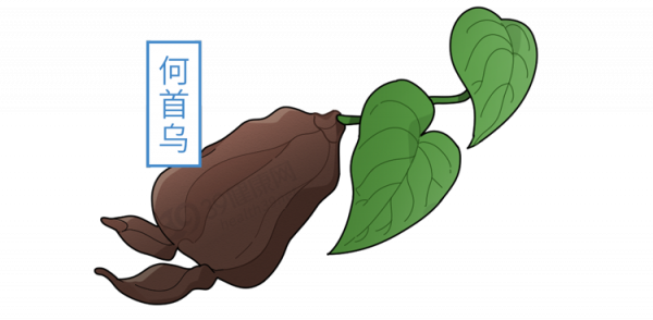 長出來的白髮，還能變黑嗎？中醫、西醫2種方法，“養”出烏髮