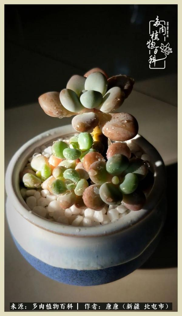 遠處都是風景，近處全是人生，眼前卻是多肉