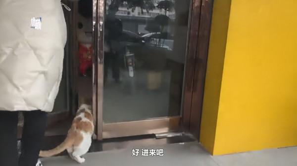 流浪貓叼幼崽求店主“收養”，每天過來看望，感動了半條街的市民