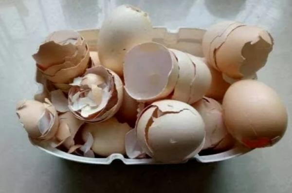 雞蛋殼是養花神器，掌握住這些用法，完全不需再花錢買肥料了