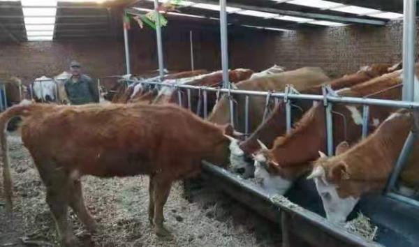 “鄉村振興，萬戶建立”——“農創杯”肉牛養殖科技示範戶已經產生啦！