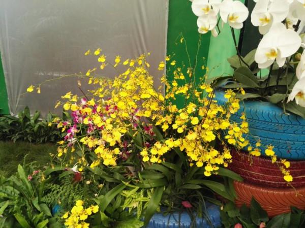 5種花，香氣濃郁，久聚不散，花一開“富貴滿家”