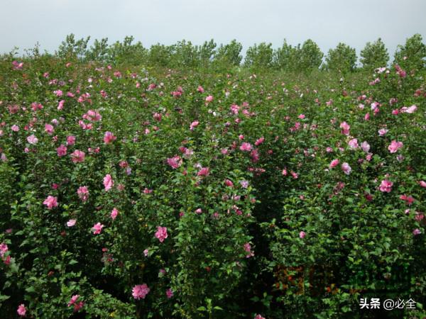 綠籬苗在園林綠地中的應用 綠籬苗在園林綠地中的應用
