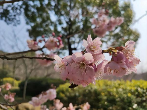 黿頭渚櫻花先睹為快