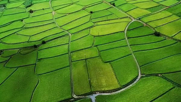 「政策解讀」2021年國家將重點扶持哪些農業專案