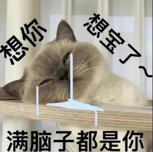 誰能拒絕貓貓表情包