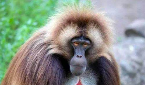 1984年,美國母親為給初生女兒續命,冒險移植狒狒心臟,最後怎樣了? 1984年,美國母親為給初生女兒續命,冒險移植狒狒心臟,最後怎樣了?