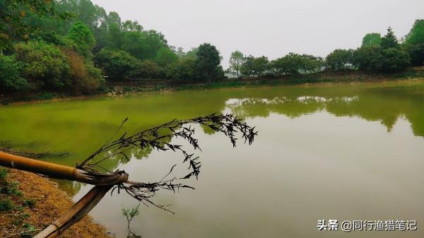 收費十元可以釣大魚,魚塘老闆聰明反被聰明誤,這次賠大了 收費十元可以釣大魚,魚塘老闆聰明反被聰明誤,這次賠大了