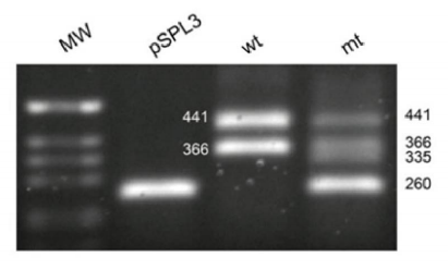 韋翰斯生物分子生物學一站式科研服務，助你科研無憂