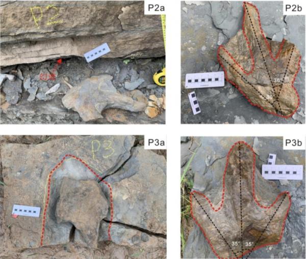 陝西竟然發現了恐龍足跡,是真的麼? 陝西竟然發現了恐龍足跡,是真的麼?