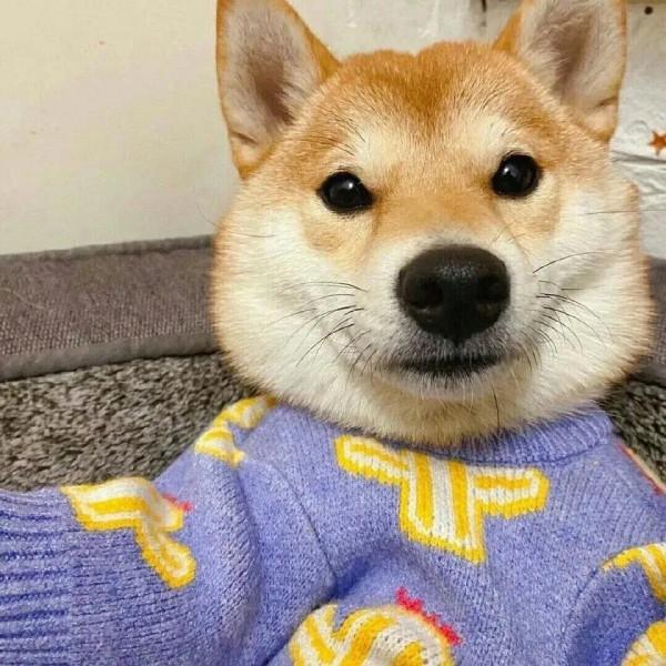 柴犬頭像 | 實現頭像自由