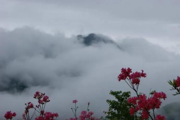 英山天馬寨杜鵑花海