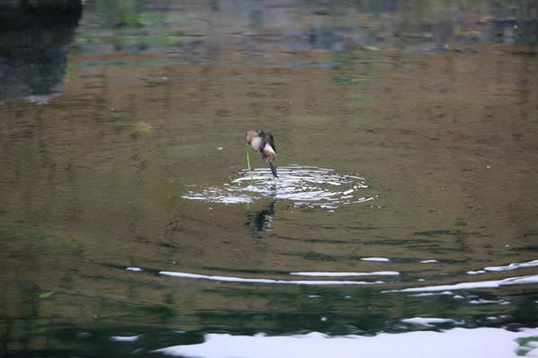 有誰知道這麻雀叼啄青苔有啥作用