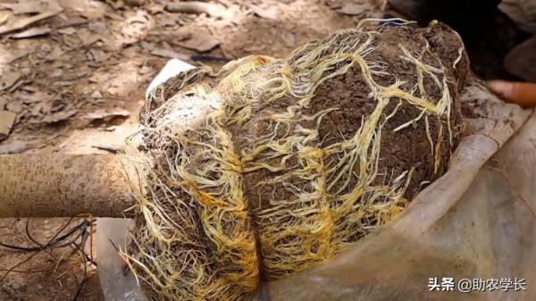 教你高壓繁殖一棵大樹，方法簡單易懂，短時間內就能得到一棵大苗