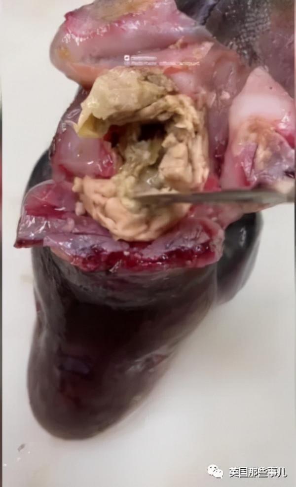 俄羅斯漁夫的深海怪魚又來了...這波依然是高能獵奇！突破天際